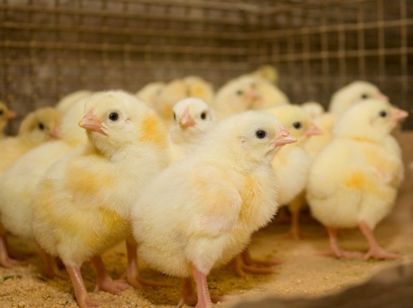  Preocupa la situación económica del productor integrado de pollos